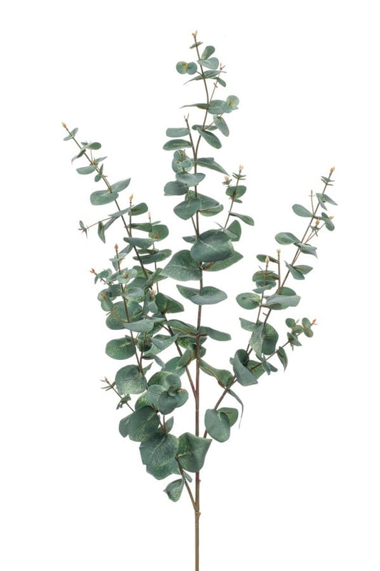 Eucalyptus gren grønn/grå