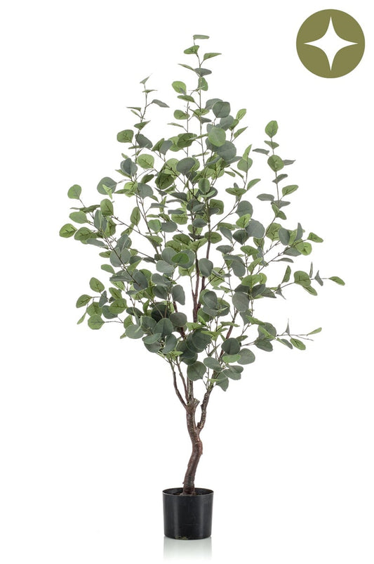 Eucalyptus tre