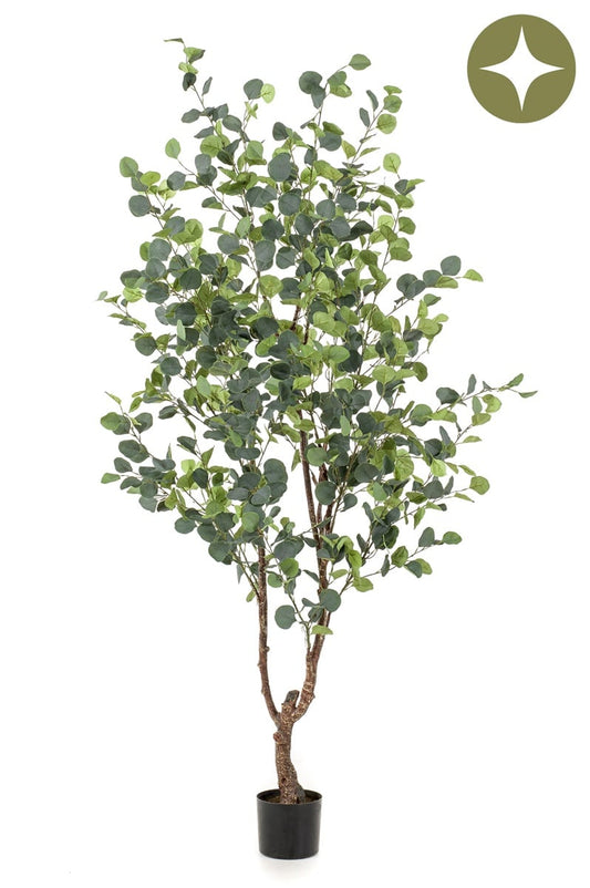Eucalyptus dekorplante