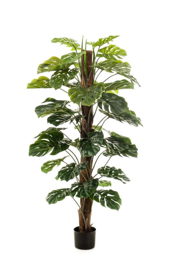 Monstera plante på stamme