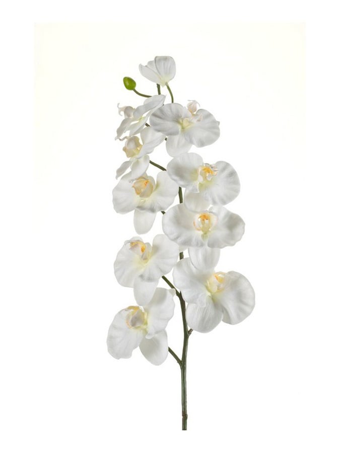 Phalaenopsis gren krem