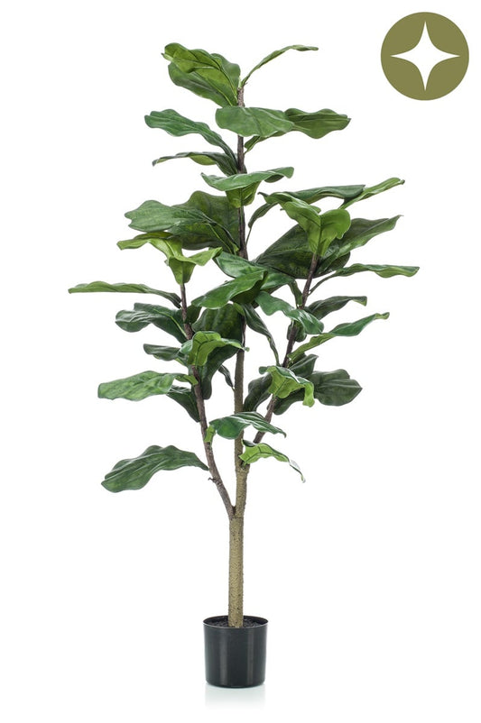 Ficus lyrata plante