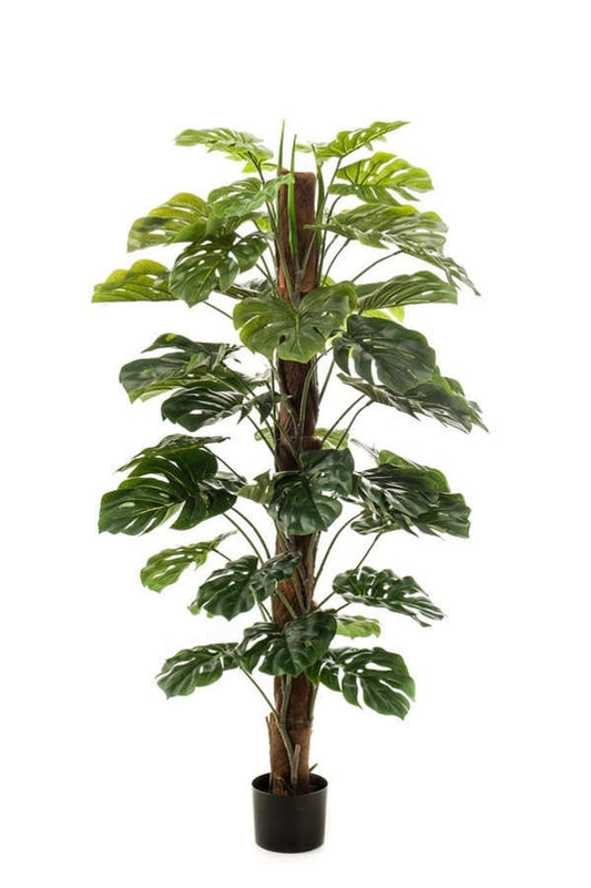 Monstera plante på stamme