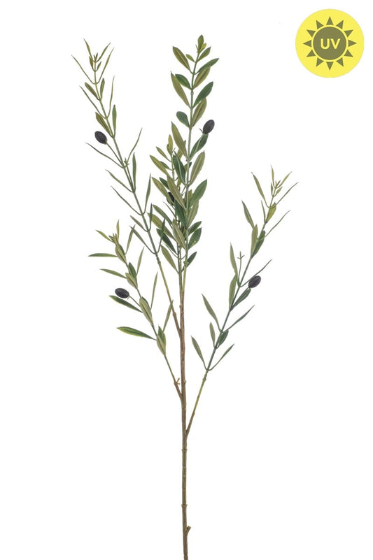 Olivengren UV