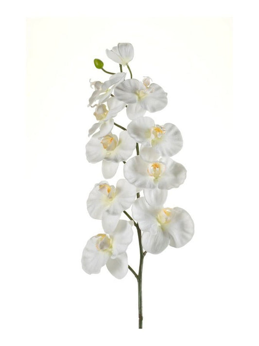 Phalaenopsis gren krem