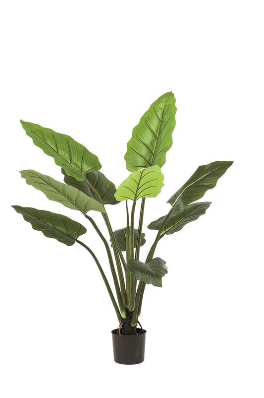 Philodendron plante
