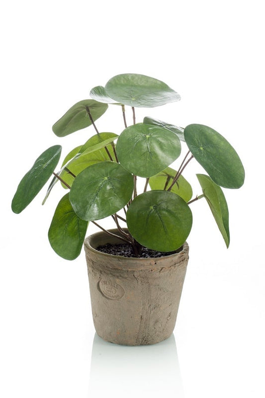 Pilea dekorplante i terrakottapotte