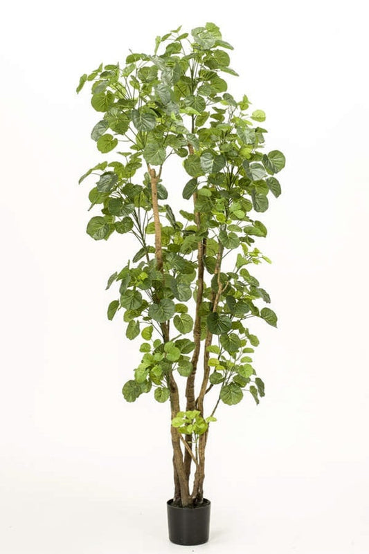 Polyscias dekorplante